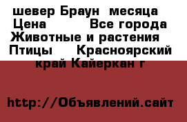 шевер Браун 2месяца › Цена ­ 200 - Все города Животные и растения » Птицы   . Красноярский край,Кайеркан г.